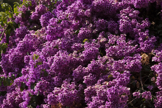 Begonvil flowers
