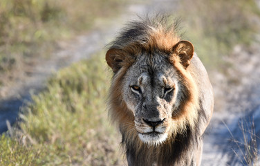 Löwe in Botswana - Moremi Reserve im Okavango Delta © Robert Styppa