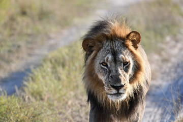 Löwe in Botswana - Moremi Reserve im Okavango Delta