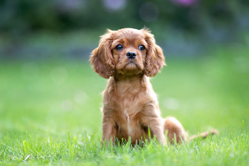 Puppy sitting on the green grass