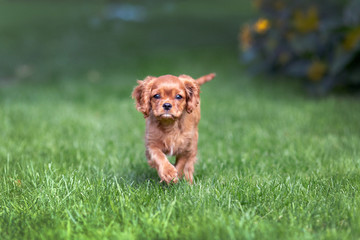 Fototapeta premium Puppy walking on the green grass