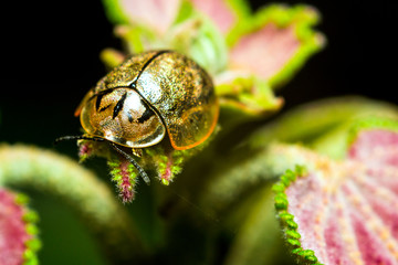 Insecto colorido