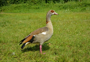 Nilgans