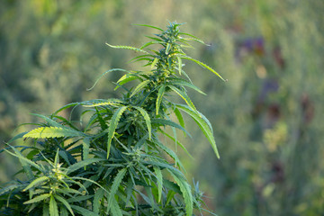 A sprig of cannabis with seeds, and beautiful green leaves.