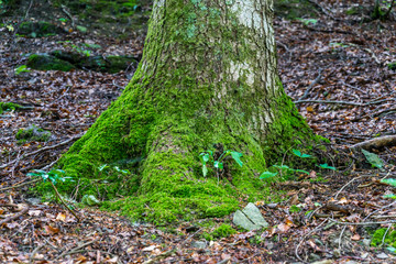 Radice di un albero completamente ricoperto di un bel muschio verde