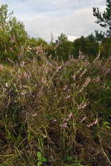 Besenheide (Calluna vulgaris) - common heather