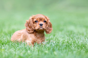 Puppy lying on the grass in the garden
