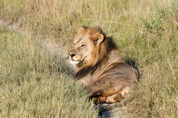 Löwe in Botswana - Moremi Reserve im Okavango Delta