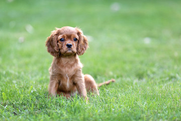 Fototapeta premium Puppy sitting on the green grass