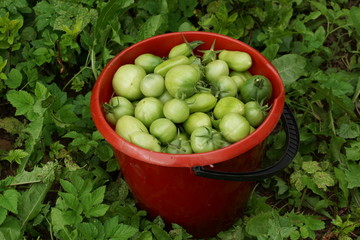 immature tomatoes. red bucket with green tomatoes harvesting in the garden on the site on the grass background