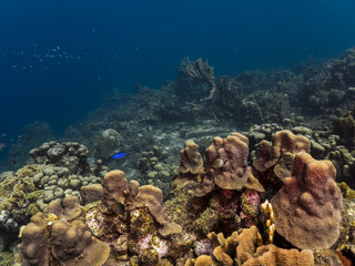 Fototapeta na wymiar Seascape of coral reef / Caribbean Sea / Curacao with Neptun / Poseidon statue, various hard and soft corals, sponges and sea fan