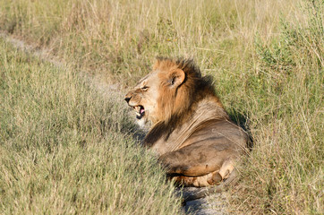Löwe in Botswana - Moremi Reserve im Okavango Delta