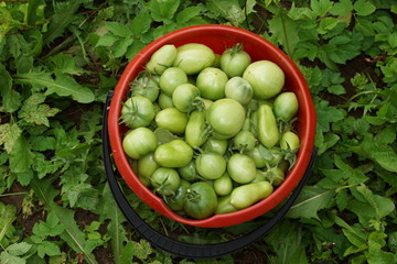 immature tomatoes.. red bucket with green tomatoes harvesting in the garden on the site on the grass background