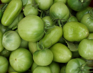 immature tomatoes. background with green tomatoes harvesting in the garden on the plot.