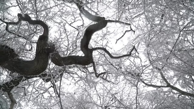 tree top spin