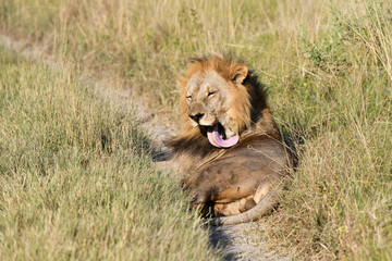 Löwe in Botswana - Moremi Reserve im Okavango Delta