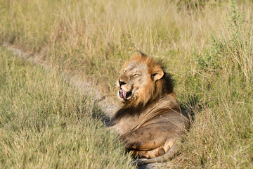 Löwe in Botswana - Moremi Reserve im Okavango Delta