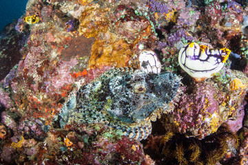 Well-Camouflaged Scorpionfish on Colorful Reef in Indonesia
