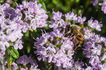 Bee sucking nectar from flowers
