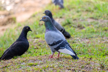 Spotted Dove Spilopelia chinensis bird