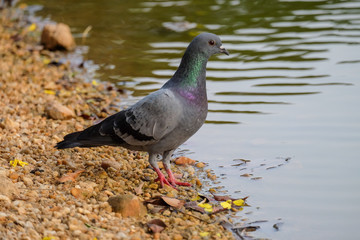 Spotted Dove Spilopelia chinensis bird