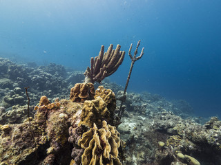 Naklejka na ściany i meble Seascape of coral reef / Caribbean Sea / Curacao with Neptun / Poseidon statue, various hard and soft corals, sponges and sea fan