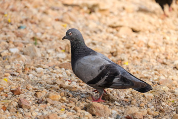 Spotted Dove Spilopelia chinensis bird