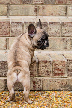 French Bulldog Puppy Trying to Climb up Brick Steps and Looking Back
