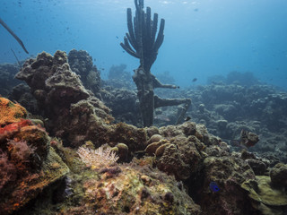 Seascape of coral reef / Caribbean Sea / Curacao with Neptun / Poseidon statue, various hard and soft corals, sponges and sea fan © NaturePicsFilms