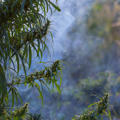 The leaves of marijuana are in the smoke, against the background of the rays sunset.