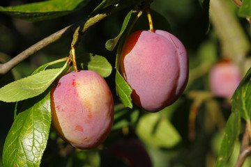 Eierpflaumen am Baum