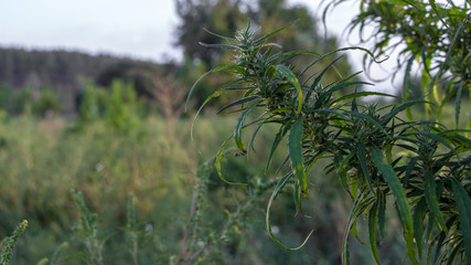 A marijuana bush, with strong branches on which ripe seeds.