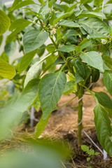 Closeup of organic green paprica plants growing in a greenhouse. Farming. Harvesting. Heathy eating.