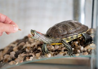 Domestic turtle eats, feeding. Pet