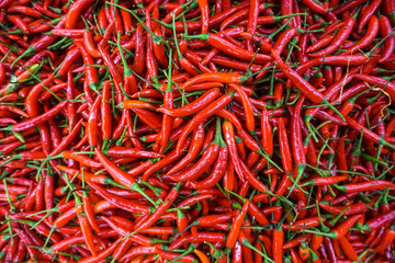 Hot Red chilli pattern
