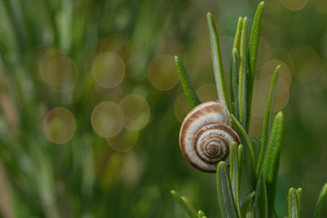 chiocciola