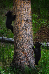 Obraz premium Black bear cubs racing up and down tree, Yellowstone National Park