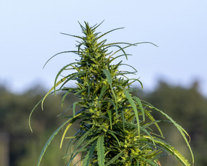 A marijuana bush, with strong branches on which ripe seeds.