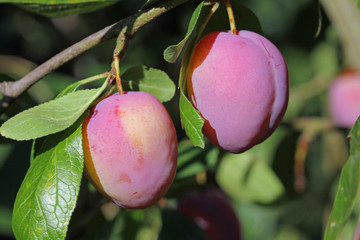 Eierpflaumen am Baum