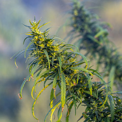 A marijuana bush, with strong branches on which ripe seeds.
