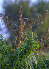 A marijuana bush, with strong branches on which ripe seeds.