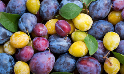 colorful plums with leaves, top view