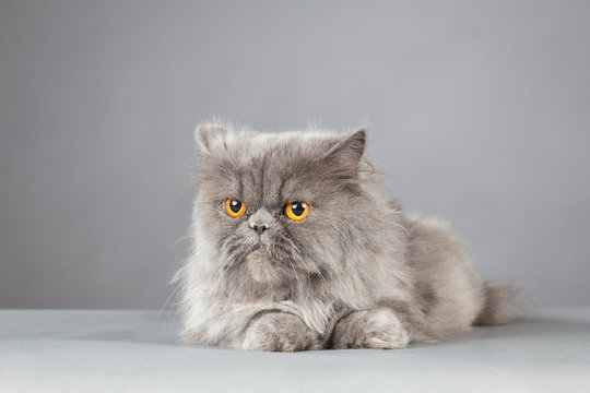 Gray Persian Cat with Orange Eyes, Isolated on Gray Background