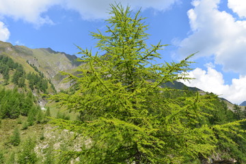 Fototapeta na wymiar Lärchenbaum in Samnaun Schweiz 