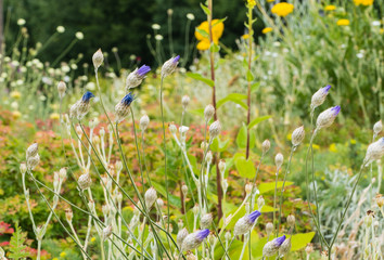 Wildblumen