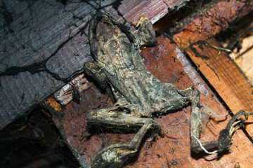 A dried-up skin of frog is in the house of old witch..