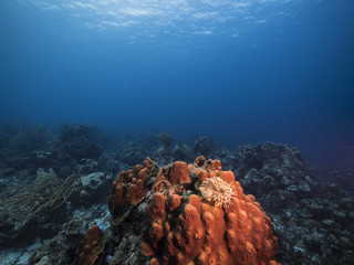 Seascape of coral reef / Caribbean Sea / Curacao with big hard coral, feather duster worm, various hard and soft corals, sponges and sea fan