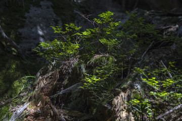 A gentle forest vegetation