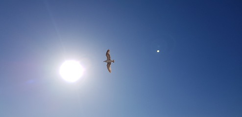 Bird flying across the sky and celestial bodies