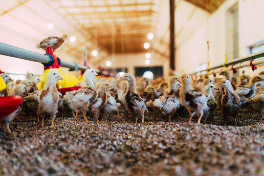 Large group of chicks in chicken farm. Selective focus.